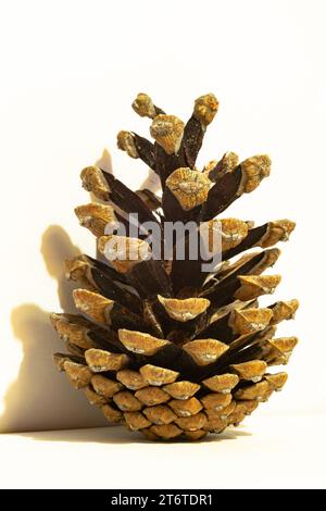 Detailed capture of the cone of a pine tree, isolated against white background. Stock Photo