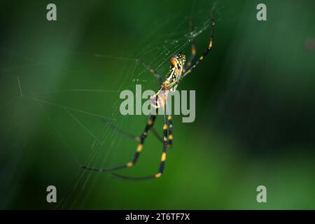 Spiders on the web in the wild, North China Stock Photo