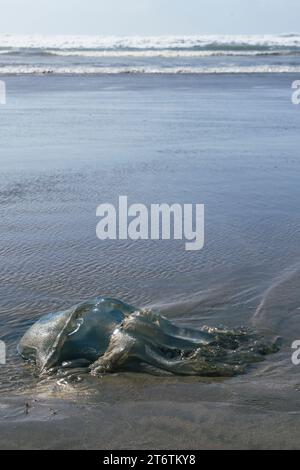 A large jellyfish is washed up on the beach in Llangennith on the Gower Peninsula in South Wales Stock Photo