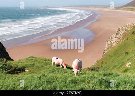 Sheep graze on a cliff edge in the foreground with the long beach of Rhossili in the background in Gower in South Wales Stock Photo