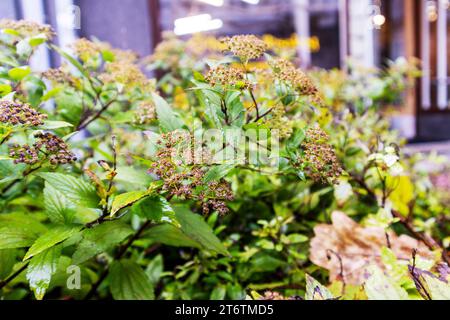 A bush of small flowers with green leaves on the house in the background Stock Photo