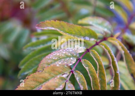 Colorful small tree leaves in autumn with water drops on it Stock Photo