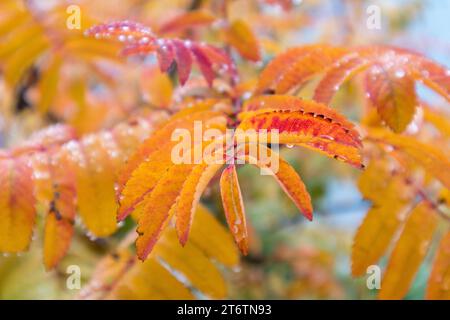 Colorful tree branch with small leaves in yellow, orange, greenish, pink and many other colors Stock Photo