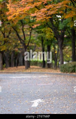 View of Bike path with arrow on the floor in Yeouido Park, walkway with colorful leaves tree, autumn foliage. It is a park in Yeongdeungpo District, S Stock Photo