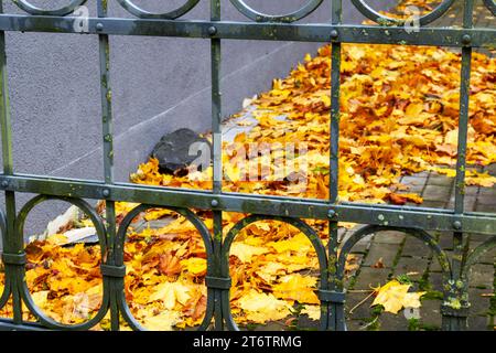 A metal fence through which you can see yellow autumn tree leaves lying on the ground Stock Photo