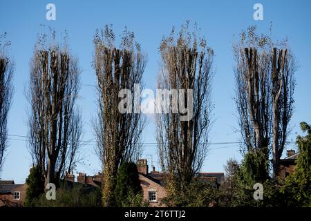 Cropped Lombardy Poplar trees, Stratford-upon-Avon, Warwickshire,England, UK Stock Photo