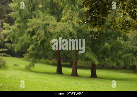 Beautiful view of park on rainy day Stock Photo