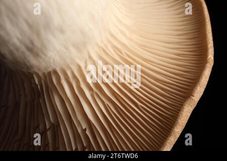 Macro photo of oyster mushrooms on black background Stock Photo