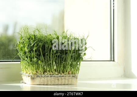 Fresh pea microgreen growing in plastic container on windowsill indoors, space for text Stock Photo