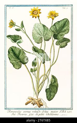 Old illustration of  Lesser Celandine (Ficaria verna). By G. Bonelli on Hortus Romanus, publ. N. Martelli, Rome, 1772 – 93 Stock Photo