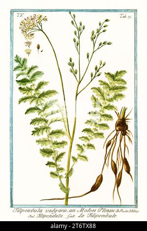 Old illustration of  Dropwort (Filipendula vulgaris). By G. Bonelli on Hortus Romanus, publ. N. Martelli, Rome, 1772 – 93 Stock Photo