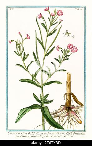 Old illustration of  Dwarf Fireweed (Chamaenerion latifolium). By G. Bonelli on Hortus Romanus, publ. N. Martelli, Rome, 1772 – 93 Stock Photo