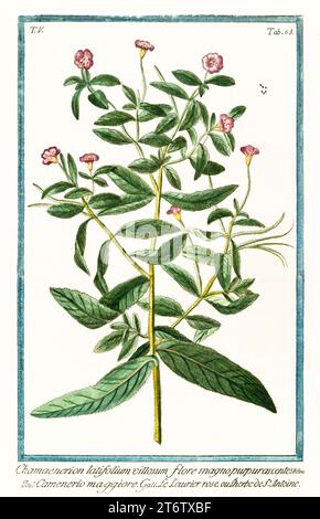 Old illustration of  Dwarf Fireweed (Chamaenerion latifolium). By G. Bonelli on Hortus Romanus, publ. N. Martelli, Rome, 1772 – 93 Stock Photo