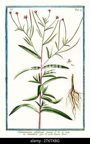 Old illustration of  Smooth Fireweed (Chamaenerion latifolium). By G. Bonelli on Hortus Romanus, publ. N. Martelli, Rome, 1772 – 93 Stock Photo