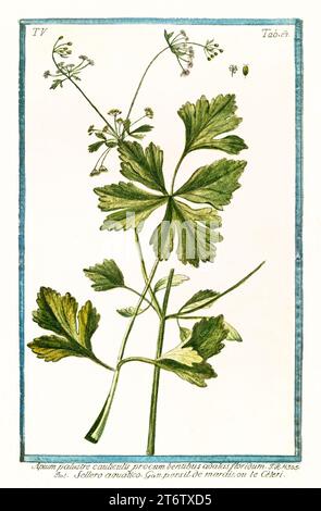 Old illustration of  Celery (Apium graveolens). By G. Bonelli on Hortus Romanus, publ. N. Martelli, Rome, 1772 – 93 Stock Photo