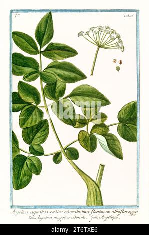 Old illustration of  Wild Celery (Angelica archangelica). By G. Bonelli on Hortus Romanus, publ. N. Martelli, Rome, 1772 – 93 Stock Photo