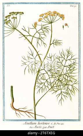 Old illustration of Dill (Anethum graveolens). By G. Bonelli on Hortus Romanus, publ. N. Martelli, Rome, 1772 – 93 Stock Photo