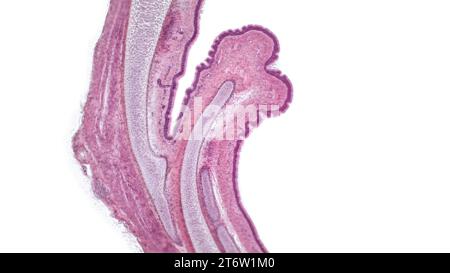 Transverse section of the tracheal wall under a microscope. Hyaline cartilage from trachea showing chondrocytes, collagen fibers and matrix. Stock Photo