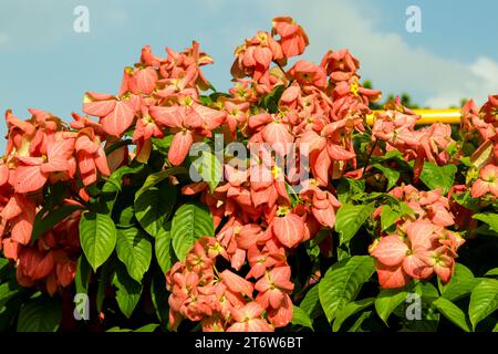 Mussaenda philippica or Queen Sirikit,  orange, yellow, and pink colors flowers Stock Photo