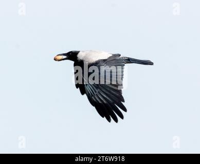 Hooded Crow, Corvus corone in flight carrying a large nut in its beak, Akrotiri, Cyprus Stock Photo
