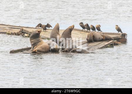 California Sea Lions (Zalophus californianus) and double crested cormorants (Nannopterum auritum) on boat docks at Crescent Harbor in Crescent City CA Stock Photo