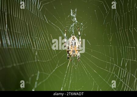11.09.2023 Deutschland Laubacher Wald, Gartenkreuzspinne Araneus diadematus im Netz, Copyright: Klaus Volkmann Gartenkreuzspinne Araneus diadematus *** 11 09 2023 Germany Laubach Forest, Garden Cross Spider Araneus diadematus in web, Copyright Klaus Volkmann Garden Cross Spider Araneus diadematus Stock Photo