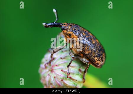 Weevil crawling on wild plants, North China Stock Photo