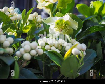 Close up of white winter interest plants including a hellebore and the white berries of Skimmia japonica O'Berries White with dappled sunlight on them Stock Photo