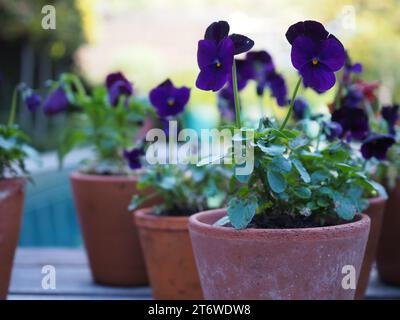 Close up of viola 'Blackberry' plants with dark indigo flowers in small terracotta pots as a decorative garden table centre for late autumn or winter Stock Photo