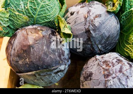 Different types of cabbage vegetables lie in a box, close up image Stock Photo