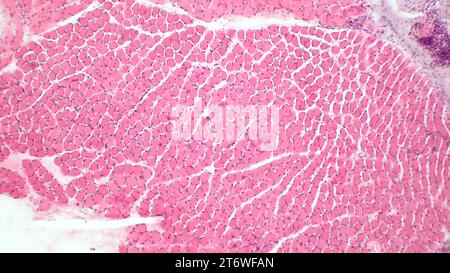 Microscopic structure of skeletal muscle tissue. Сross section of muscle fibers. Haematoxylin end eosin stain. Magnification: x200 Stock Photo