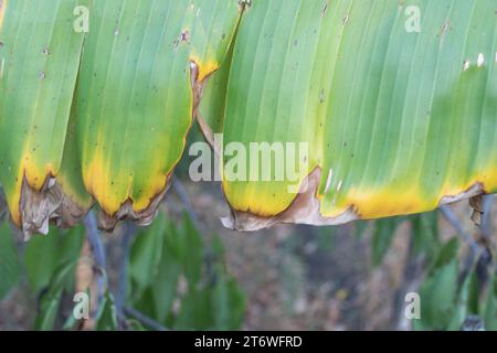 Close up of sick banana leaf in the garden Stock Photo