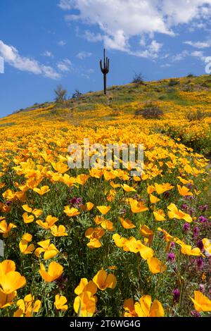 Mexican Gold poppies, along the Bush Highway, Tonto National Forest, Arizona Stock Photo