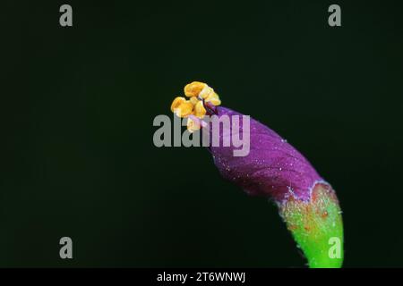 Close up of Amorpha fruticosa flowers, North China Stock Photo