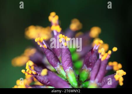 Close up of Amorpha fruticosa flowers, North China Stock Photo