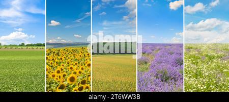 Collage of photos with views of agricultural fields. Wide photo. Stock Photo