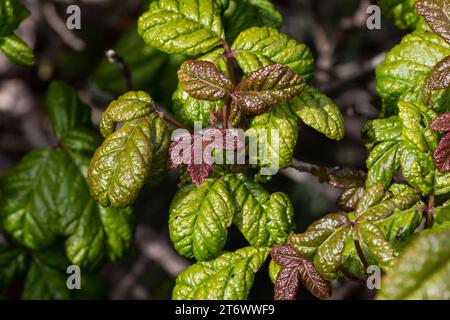 Closeup, Poison Oak (Toxicodendron diversilobum), leaves and berries, along the Pacific coast south of Morro Bay, California. Stock Photo