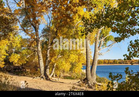 A Fall Season vista from among the changing Cottonwood Trees at Cherry Creek State Park in Colorado. Stock Photo