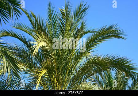 Date palm tree close up with sunlight seen through the leaves. Stock Photo