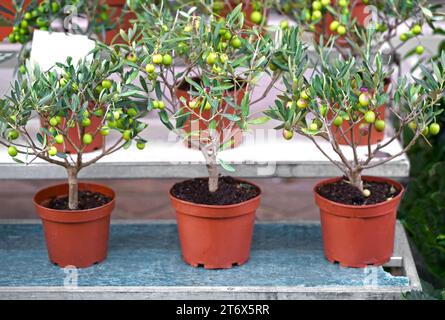 Olive in a pot for sale. Pots with a small olive tree are sold Stock Photo