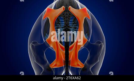 Calcaneus bone horse skeleton anatomy for medical concept 3D Rendering ...