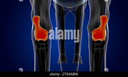Calcaneus bone horse skeleton anatomy for medical concept 3D Rendering ...