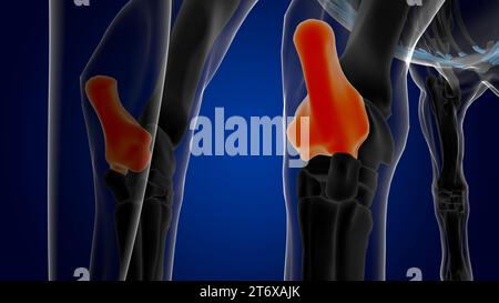 Calcaneus bone horse skeleton anatomy for medical concept 3D Rendering ...