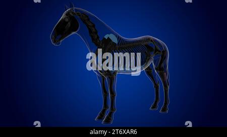 Fibula bone horse skeleton anatomy for medical concept 3D Rendering ...