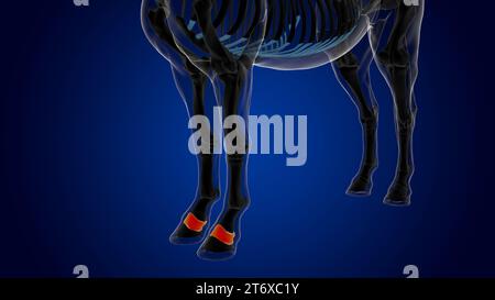 Short pastern bone horse skeleton anatomy for medical concept 3D ...