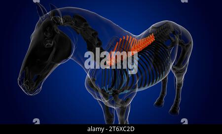 thoracic vertebrae horse skeleton anatomy for medical concept 3D ...