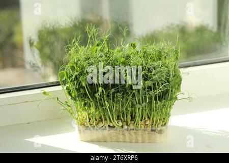 Fresh pea microgreen growing in plastic container on windowsill indoors Stock Photo