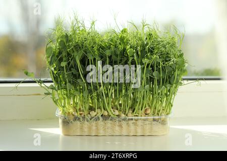 Fresh pea microgreen growing in plastic container on windowsill indoors Stock Photo