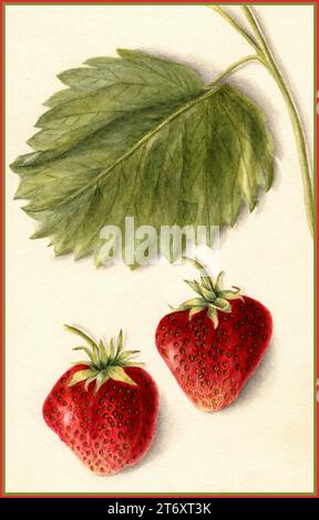 Strawberries Bertha Fragaria Heiges, Marshall vintage watercolour illustration 1904 pomological society USA 'MARSHALL' on white background Stock Photo