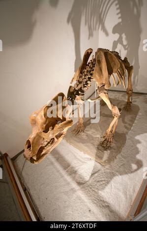Cave bear skeleton (Ursus spelaeus) at the Visitor Centre of the Fanes-Senes-Braies Natural Park, San Vigilio di Marebbe, Trentino-Alto Adige, Italy Stock Photo